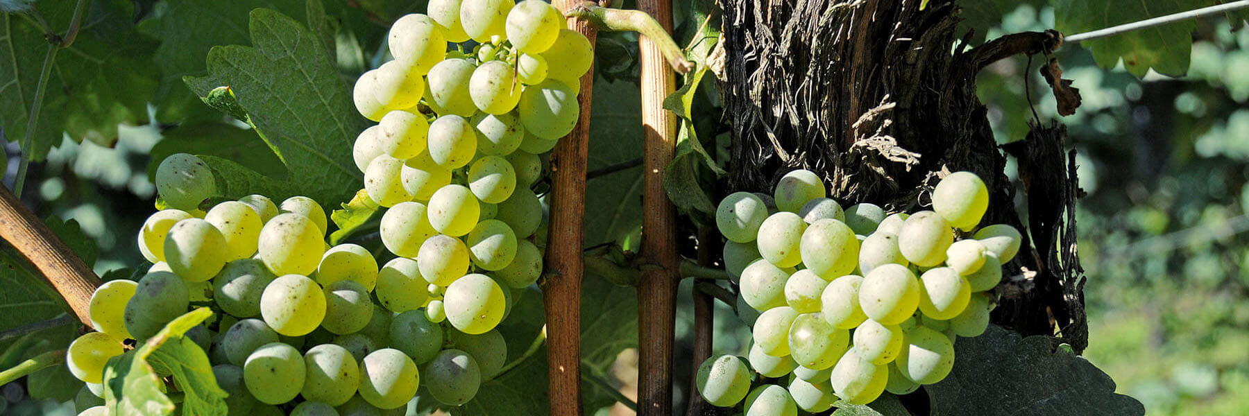 Sondrio Und Das Veltlin Alpi Retiche IGT