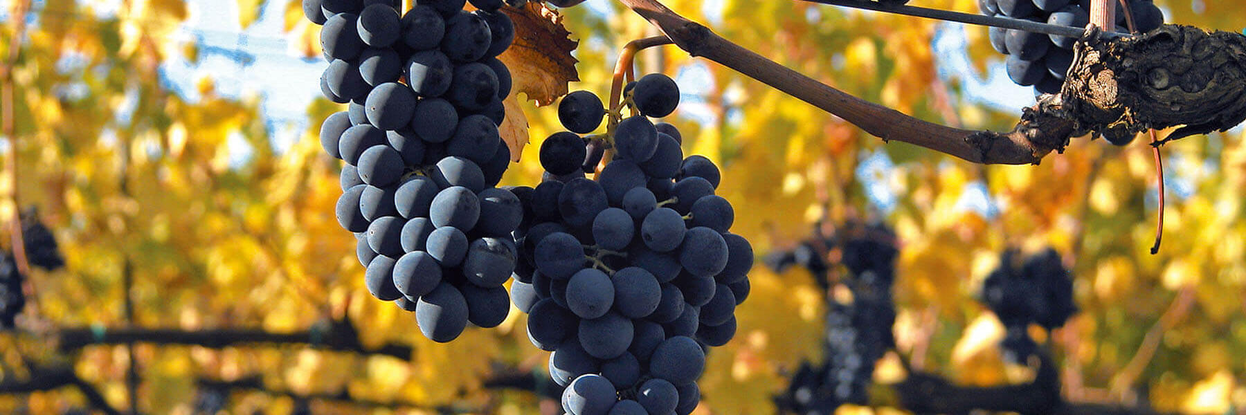 Montalcino und die Toskana