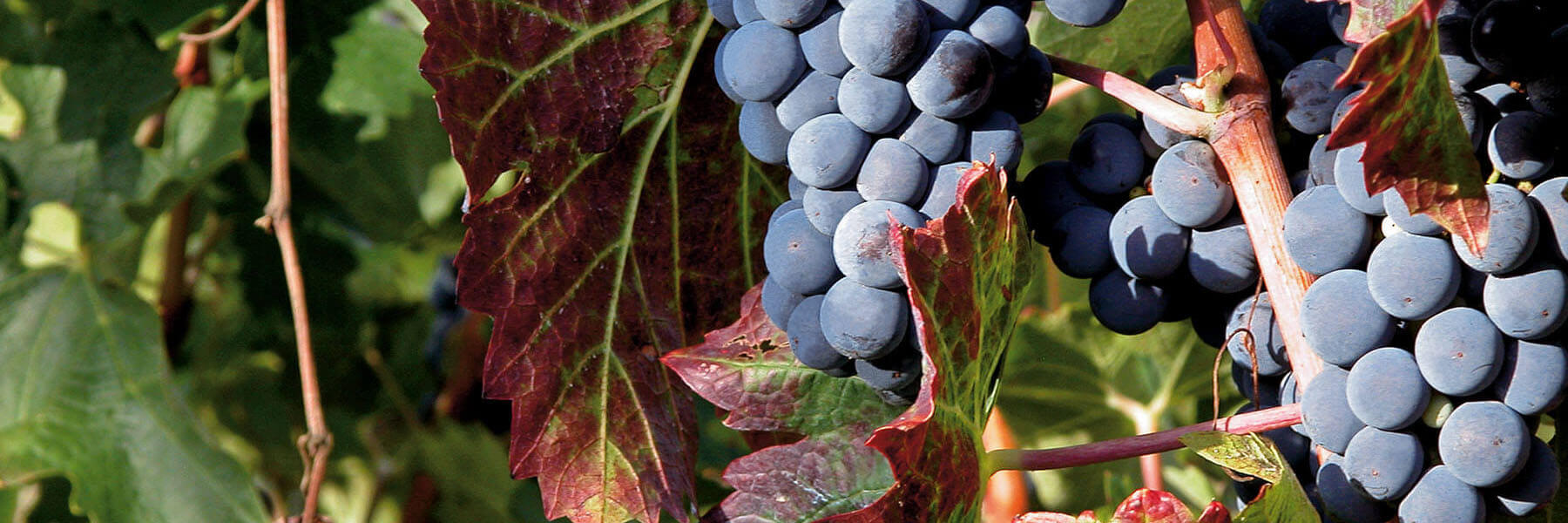 Chianti Classico und die Toskana Chianti Classico DOCG