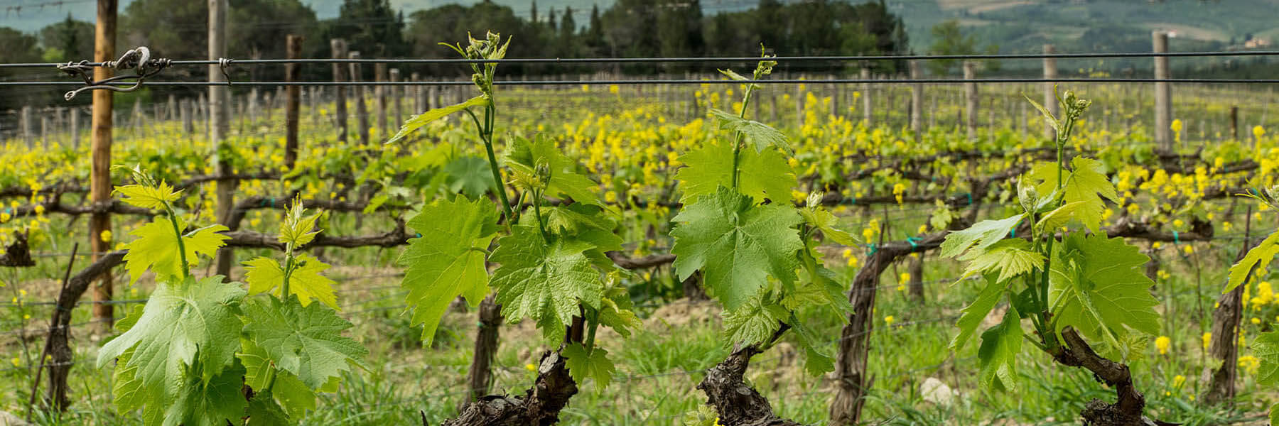 Maremma und die Toscana Maremma Toskana Rosso DOC