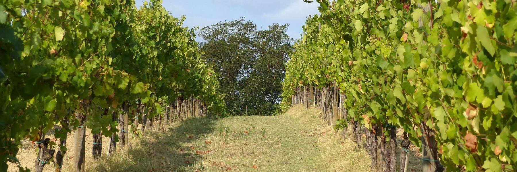 Die Toskana Toscana IGT