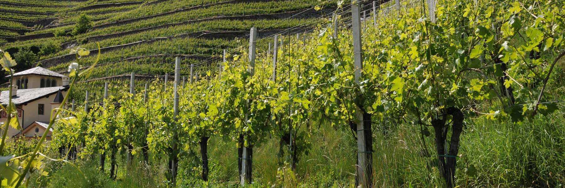 Ursprünge Die Triacca-Appellationen