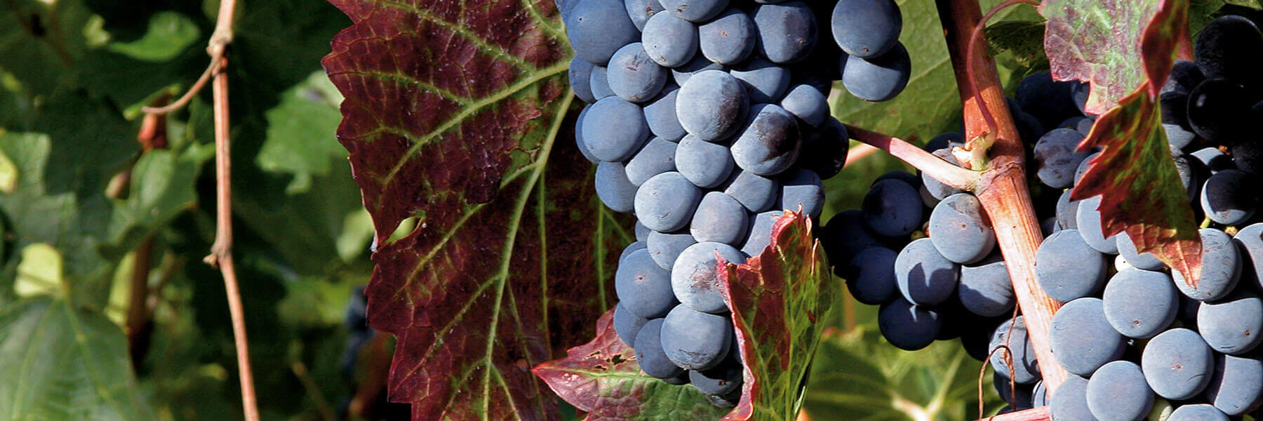 Made in Italy I Triacca-Marken