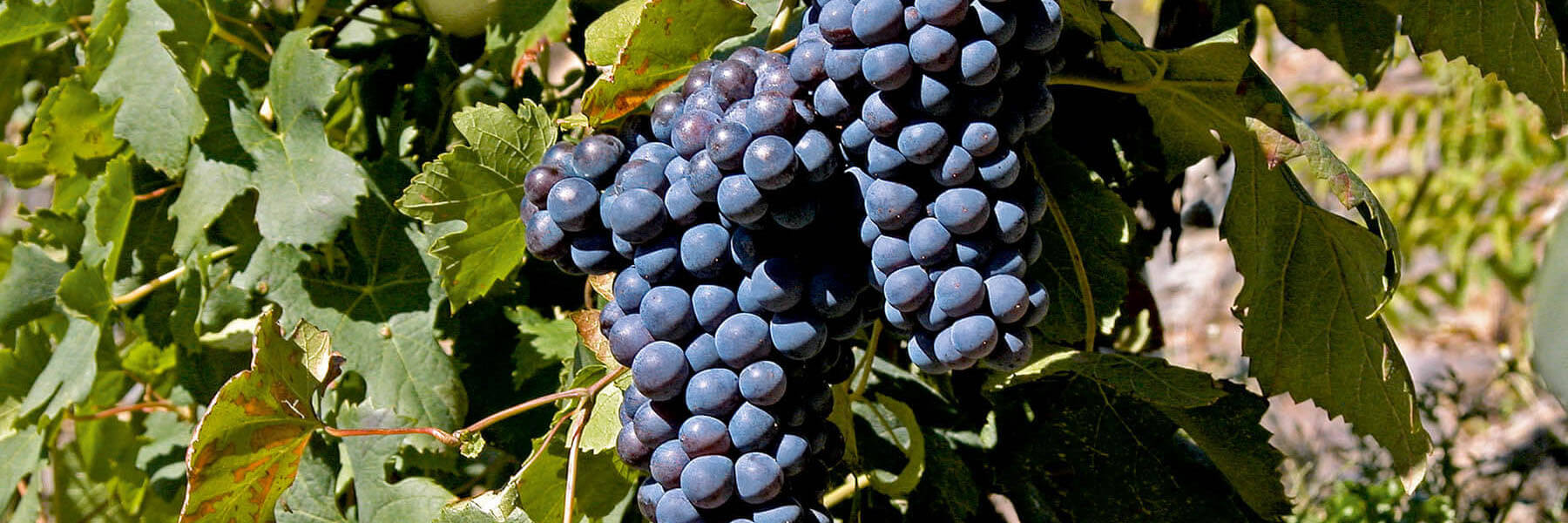 Valtellina Valtellina Superiore DOCG