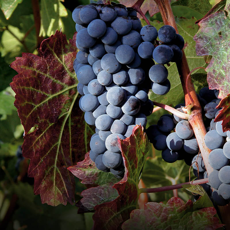 Chianti Classico DOCG