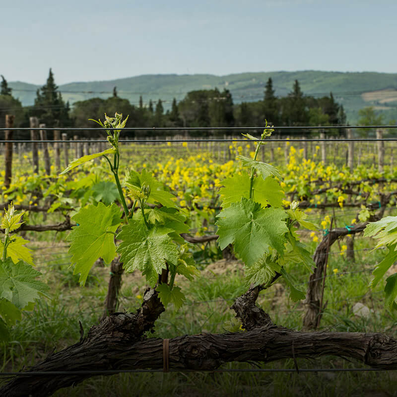 Maremma Toscana Rosso DOC