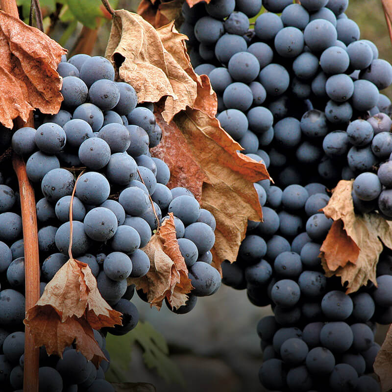 Sforzato di Valtellina DOCG