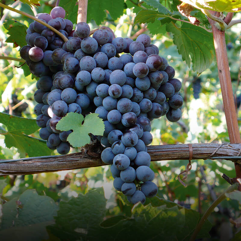 Valtellina Superiore DOCG