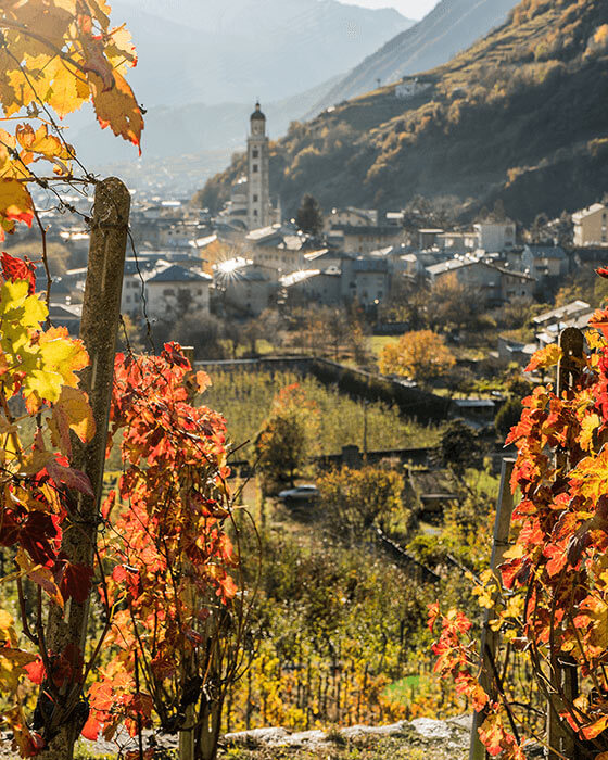 Weine und Produkte des Weingut Le Traverse - Casa Vinicola Triacca