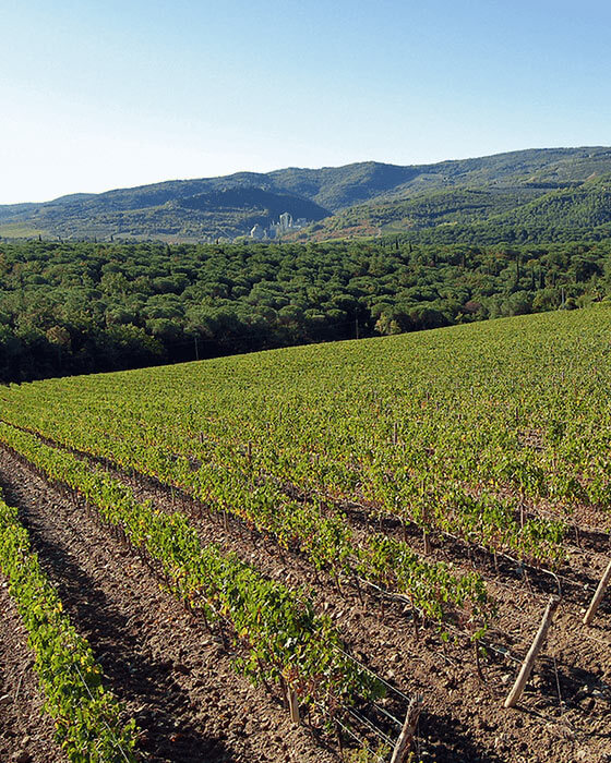 Weine und Produkte anderer Marken - Casa Vinicola Triacca