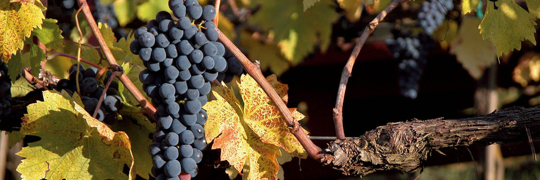 Nobile di Montepulciano e la Toscana Nobile di Montepulciano DOCG