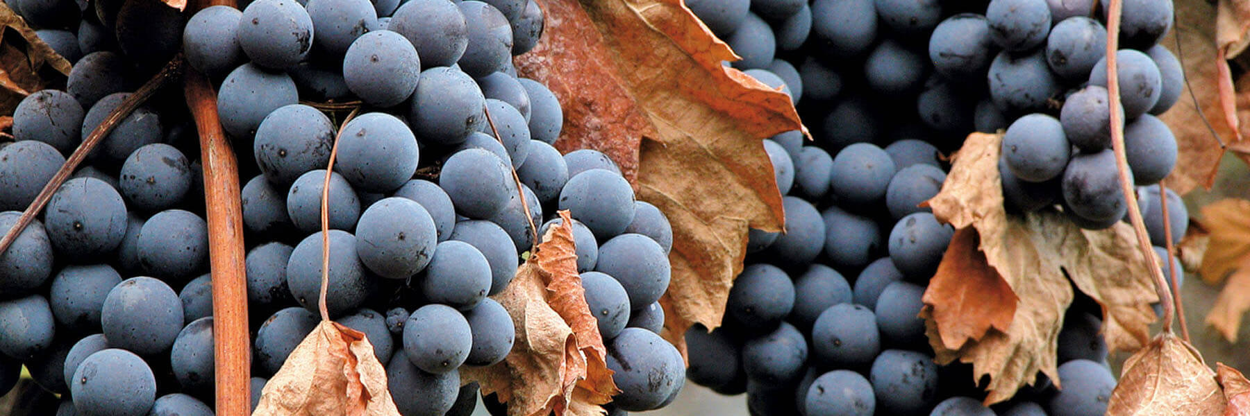Lo Sforzato e la Valtellina Sforzato di Valtellina DOCG