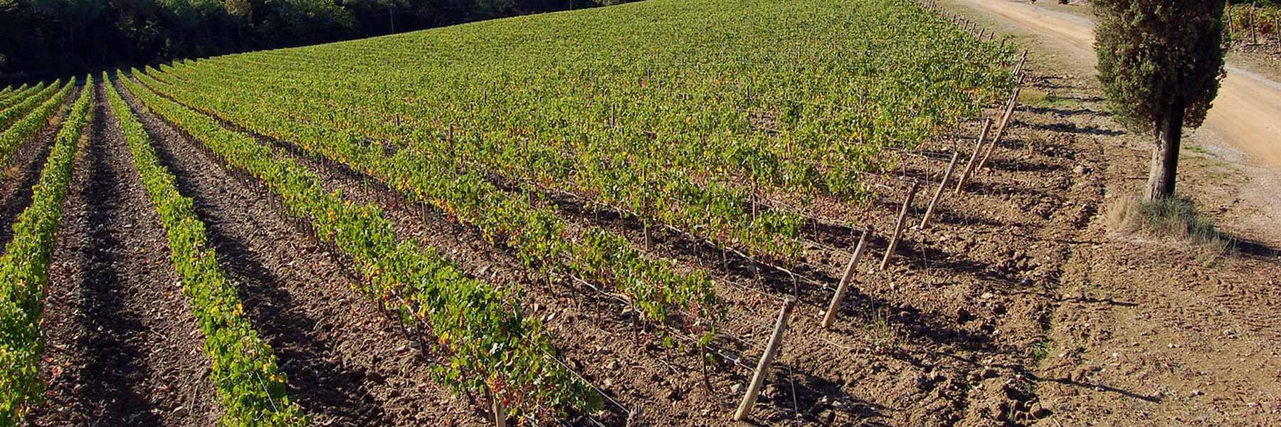 Maremma Toscana DOC und Montalcino Spadino und Brunello