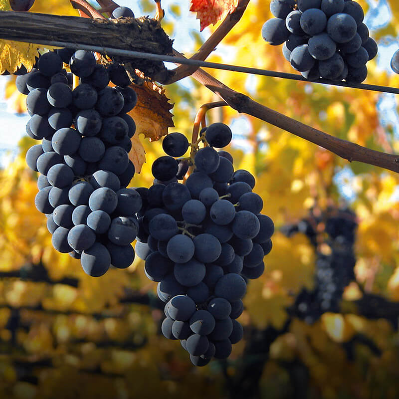 Brunello di Montalcino DOCG