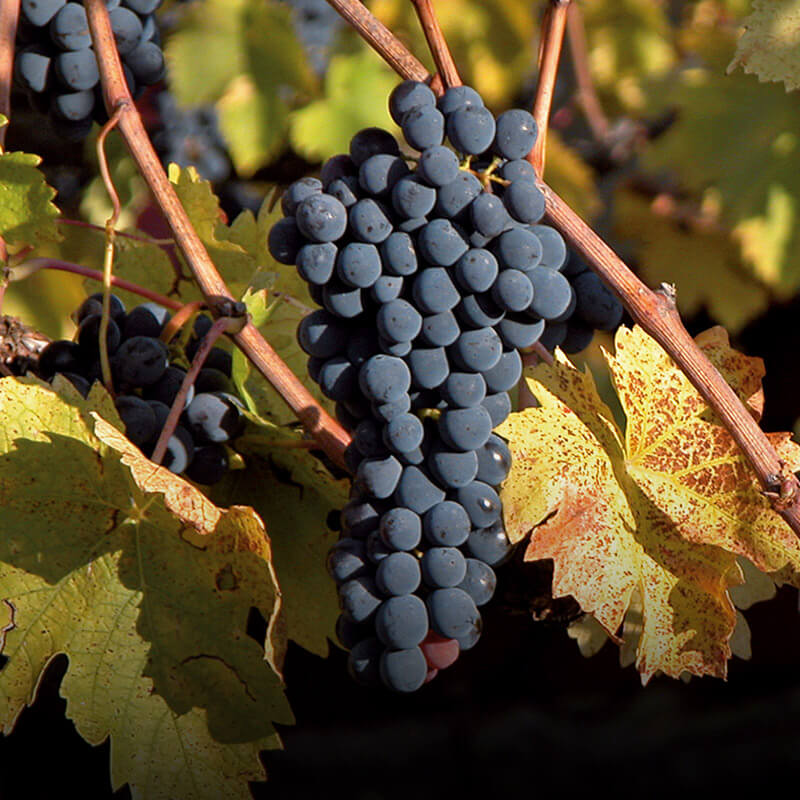 Nobile di Montepulciano DOCG